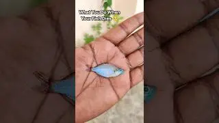 🥺 உங்க மீன் இறந்தா இத செய்யுங்க 🙏🏾 | Do This When Your Fish Dies #shorts