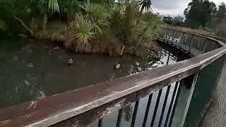 Hamilton Lake (Virtual Walk) - Waikato Walks