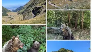 Transfagarasan - North to South - with Lake Balea and Bears - August 2024 -  Romania