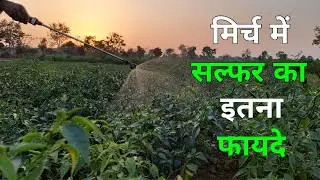 मिर्च में सल्फर कब और कितना देना चाहिए || Sulphur Use in Chilli || मिर्च में सल्फर डालने का फायदे 🤫