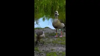 How Do Geese Communicate ? This Family Shows You!