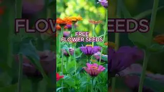 How To Get FREE Flower Seeds Every Year!