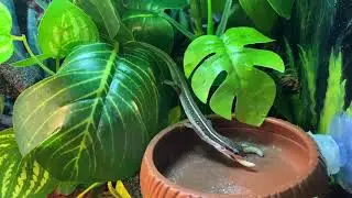 My long tailed lizard feeding time