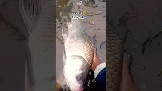 🔥katla fish, rehu fish ka sabse jyada buy hota hai #viralshorts #viral #youtubeshorts #fishing #fish