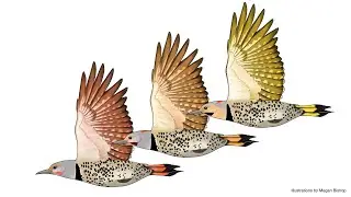 Fun with Flickers: Studying Genomes to Understand Coloration in the Northern Flicker