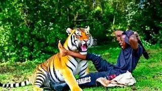 REAL TIGER ATTACK BOY IN JUNGLE FOREST 🌲 