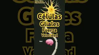 C&eacute;lulas Gliales Oligodendrocitos | Fuerza y Movimiento 🧠 #short  #neuronas #biologia #neurociencia