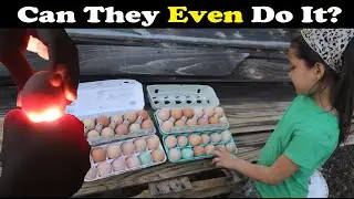 Can They EVEN Do It? (Egg Hatching Challenge)