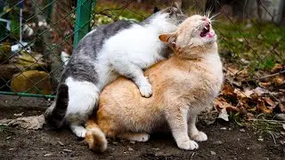 Mating Cats : How Cat Make Babies