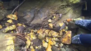 Hunting for Paiute Sculpin (Cottus beldingi)