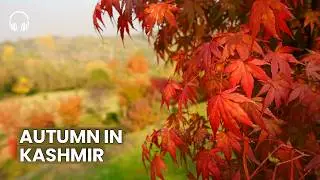 Kashmir’s Golden Autumn Walk 🍁 | Relaxing Srinagar Walking Tour | 4K + Binaural Audio | S1E2
