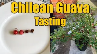 Chilean Guava Tasting - Comparing 2 Varieties - October 2023