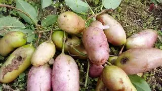 One type of unique fruit in uttarakhand some place , natural 👍#viralvideos 