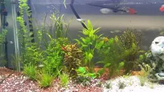 One corner of planted aquarium