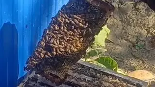 &ldquo;Organic Honey Harvest at Home | Straight from the Hive&rdquo;   #vlog #organic #honey #food #nature 