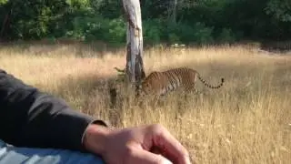 Close encounter with Tiger at Tadoba.
