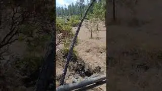 Nice trail in Rogue-Siskiyou National Forest