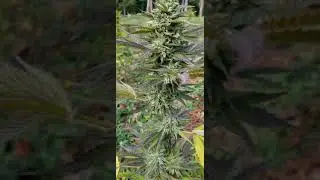 Fast Flowering Outdoor Strain Jager Punch