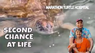 Marathon Sea Turtle Rescue: Inside the World's First Turtle Hospital Tour (Florida Keys)