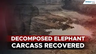 Kalahandi shock: Dead elephant found buried 7 feet underground | Forest officer suspended