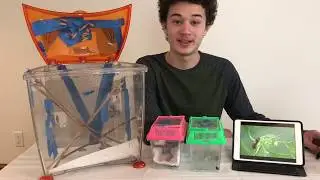 How To Raise Butterflies In Your Own Home