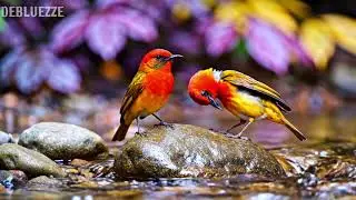 🌿 Soft Piano in Nature Gentle Healing Melodies for Deep Sleep, Calm Emotions & Inner Peace