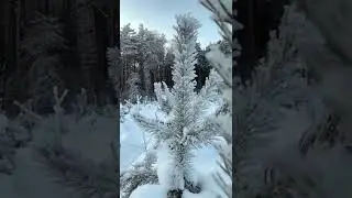 Nature | Snowfall | Beautiful View