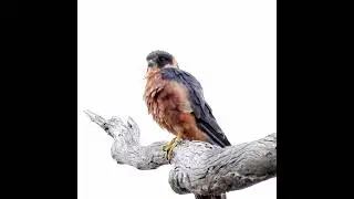 Australian Hobby #caperteevalley #woodlands #australia #birds #conservation #bushland #birdsounds