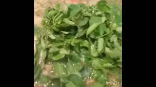 GINISANG MONGGO.ulam sa tanghalian..