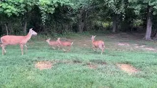 シカと2頭の子ジカに餌やり