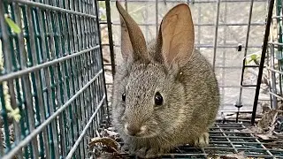 Oakland Zoo partnership helps save endangered riparian brush rabbit from deadly virus