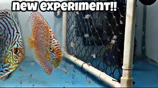 How to feed baby Discus Fish | live food for baby fishes