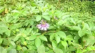 Maypop (Passifloa incarnata) September North Carolina