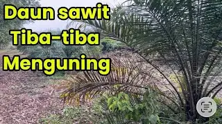 Daun sawit menguning