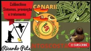 Colibacilose, sintomas, prevenção e tratamento