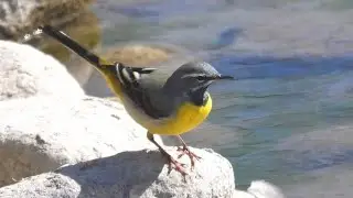 Ballerina gialla - Grey wagtail (Motacilla cinerea)