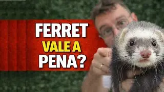 Ferret vale a pena? A verdade sobre ter um fur&atilde;o como Pet