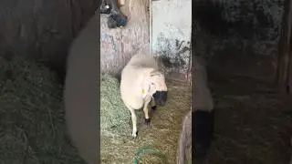 Kangal ko&ccedil;ta kalite Cihan Erbay