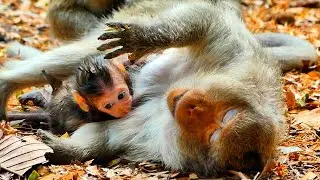 Primate monkey.../ Little baby unknown his mother laying on ground peacefully.../Superb life baby