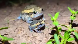 Catch frog hold Meme funny | Toad flying look for fun | funny jump funny