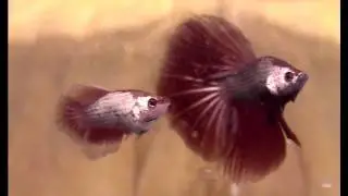 Dragon sibling betta HM trio.avi