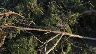 Deforestación