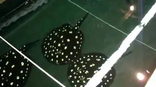 MOV02227