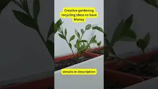 10 Creative gardening recycling ideas to Save Money