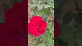 ||Different Types Of Roses||✨🌹#shortsfeed #rose #nature