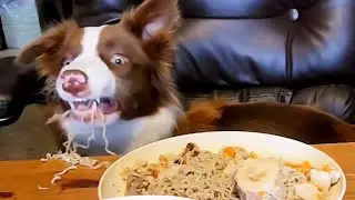 What Will My Dog Pick For Her Instant Noodles? 🍜 🐶