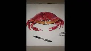 realistic crab #artdrawing