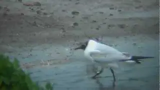 Sanderling #2