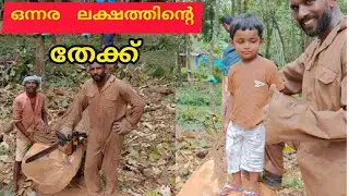 Giant Teak Tree I ഒന്നര ലക്ഷത്തിന്റെ തേക്ക്...