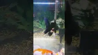 Ikan Mas Koki Hitam Oranda
